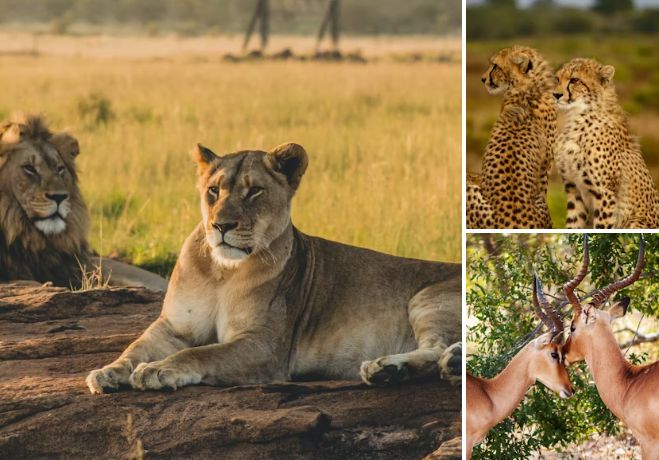 Guardians of Life: South Africa’s National Parks Leading Biodiversity Conservation