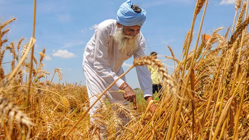 Image credit: Business Standard Private - A farmer harvests wheat crop at a field during a nationwide lockdown in the wake of coronavirus pandemic, Amritsar Pakistan's Agriculture at Risk Due to Climate Variability