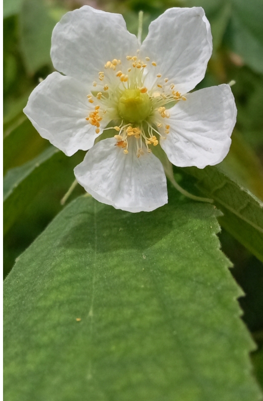 we can't consume our way to a more sustainable world