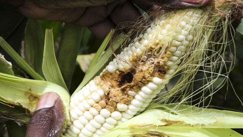 Climate Change and Food Security: The Escalating Threat of Crop Pests and Diseases