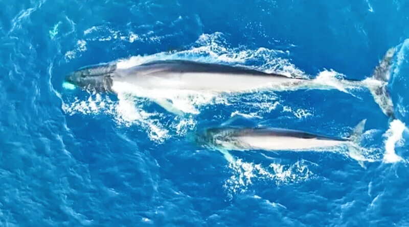 2017_WHALES